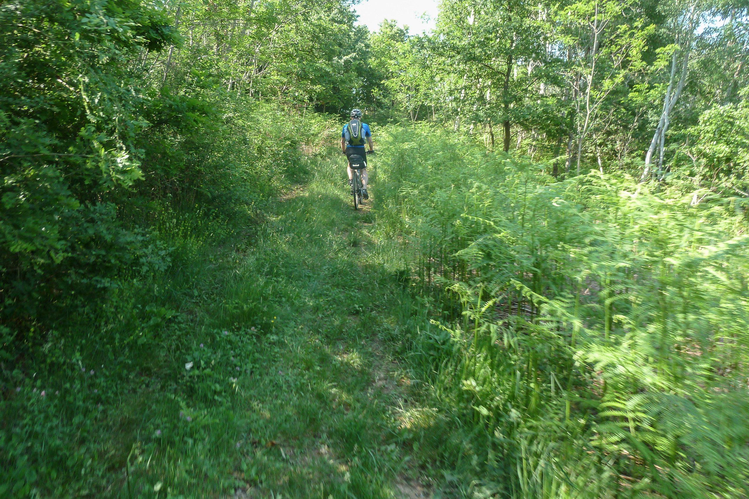 Durch dichtes Unterholz – der Weg ins Gemüse
